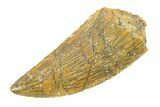 Serrated, Raptor Tooth - Real Dinosaur Tooth #285174-1